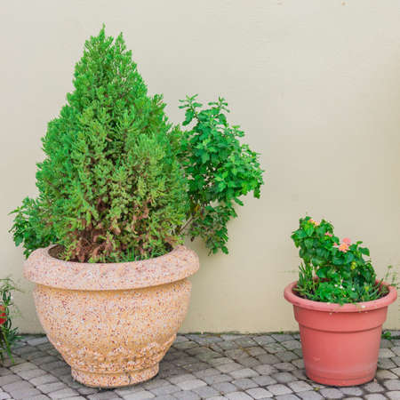 Potted plants aginst wall background. Home gardening, interior and exterior decoration