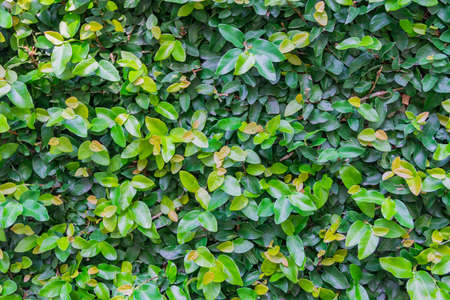 Natural green leaves hedge. Fooliage background.の写真素材