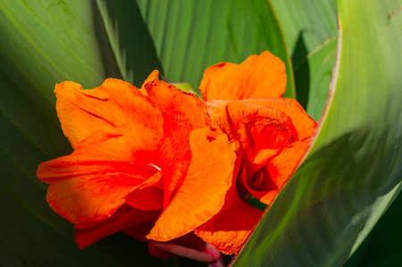 Canna flower also called canna lily in the gardenの写真素材