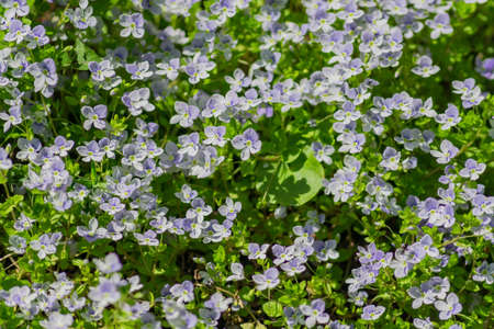 field of smal violet blooming flowers in a sunndy day. Blossoming meadow