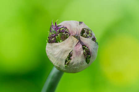 bud of allium flower or decorative garlig on green background