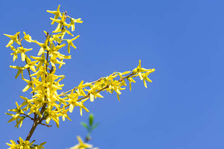 yellow blooming Forsythia bush on blue sky background