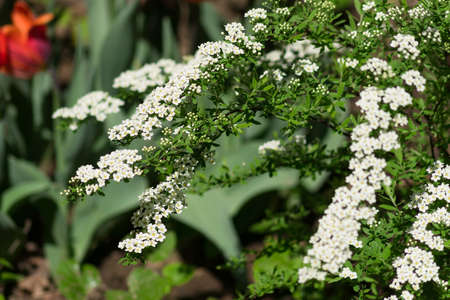 Spring blooming srub with white flowers in the garden