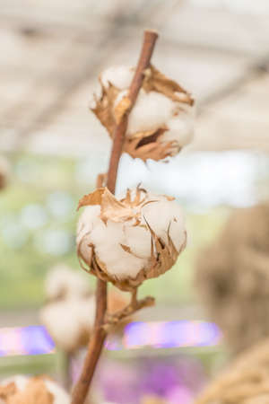bouquet of cotton branches. Dry flowers for interior decorationの写真素材