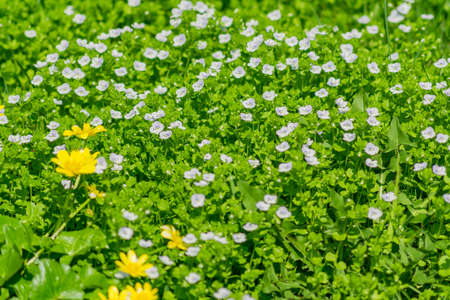field of smal white blooming flowers in a sunndy day. Blossoming meadowの写真素材