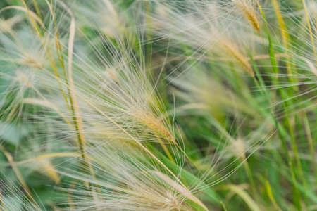 Close up of cereal field in a autumn dayの写真素材