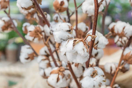 bouquet of cotton branches. Dry flowers for interior decorationの写真素材