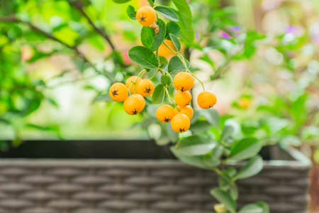 Close up of berries of yellow Asian firethorn evergreen shrub (Pyracantha rogersiana) on green bokeh backgroundの写真素材
