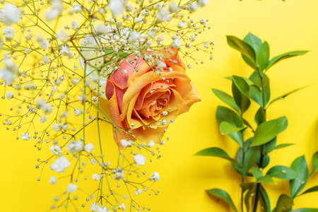 Flower composition. Pink rose, white gypsophila and twigs of ruscus on yellow background. Greeting card for birthday or women dayの写真素材