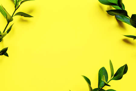 Branches with fresh green Ruscus leaves on yellow background. frame with branches and leaves. flat lay, overhead viewの写真素材