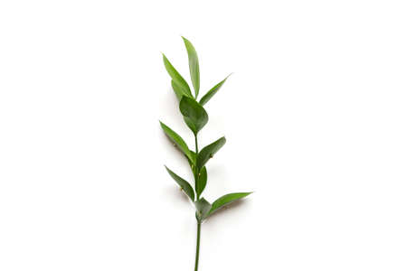 twig of ruscus plant on white background.