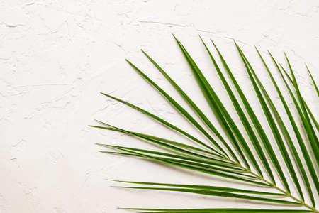 Tropical green palm leaf on white concrete background. Flat lay, top viewの写真素材