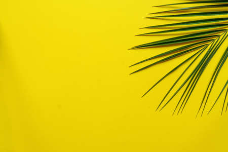 Tropical green palm leaf on yellow vivid background. Flat lay, top view, copy spaceの写真素材