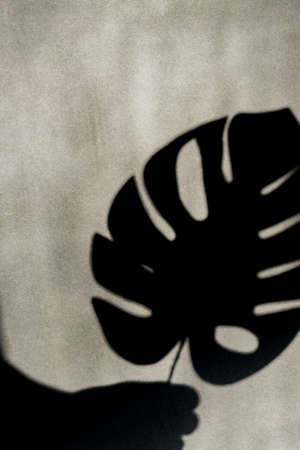 tropical monstera leaf shadow on empty gray wall, black and white