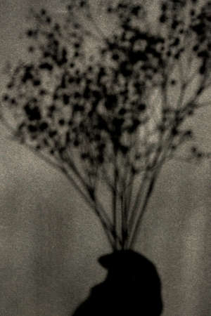 shadow of bunch of folwers on gray wall
