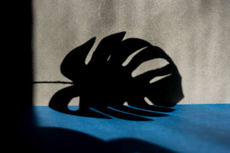 tropical monstera leaf shadow on empty gray wall, black and white