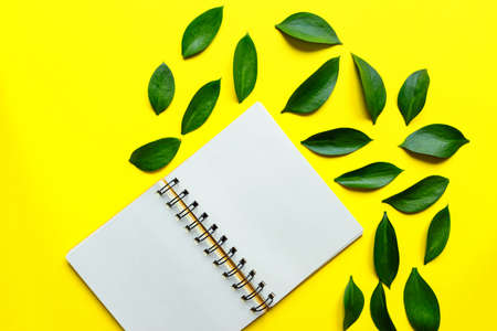 Blank spyral Notepad in the center on yellow background with green leaves of ruskus. Creative mockup.の写真素材