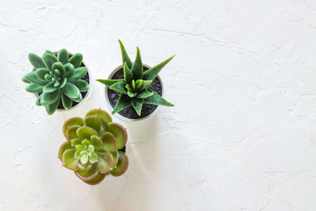 Top view of different small cacti in white pots on concrete background. interior decoration. Copy spaceの写真素材