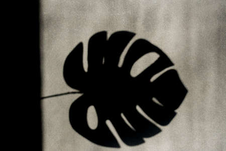 tropical monstera leaf shadow on empty gray wall, black and white.