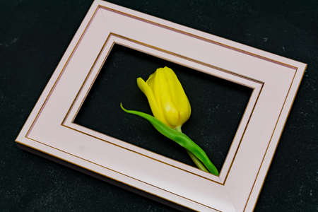 Beautiful composition with spring flowers. Photo frame, yellow tulip on black background.
