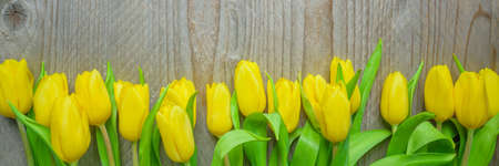 Top view of planty yellow tulips on wooden background. Banner for your design. Concept of women and mother day.の写真素材