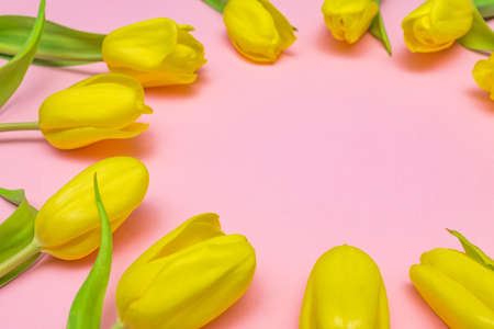 Yellow tulips on pink background. Copy space for text.の写真素材