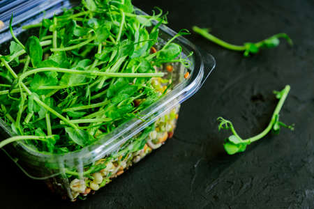 Fresh organic peas microgreens in plastic box on black background. Healthy raw sprouts. Natural Nutrition.の写真素材