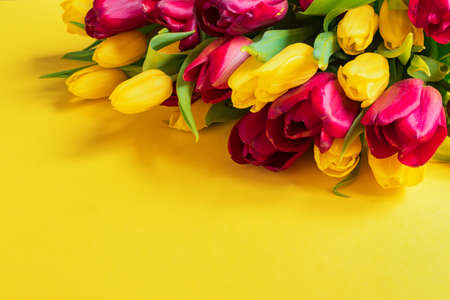 bunch of bloomig yellow and red tulips on yellow background. Place for text, noned image.の写真素材