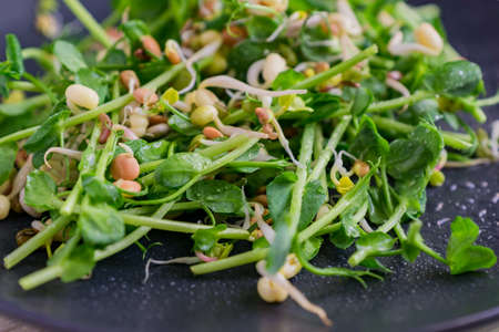 Close up of vegan healthy salad made of peas microgreen psrouts and sprouted beans.の写真素材
