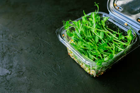 peas green sprouts edible plants in a plastic box. microgreens nutrition. Copy space for your textの写真素材