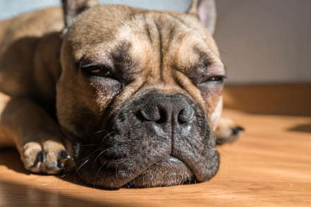Portrait of adorable french bulldog dog sleeping on the floor alone.の写真素材
