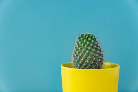 Close up of Mammillaria cactus in yellow ceramic pot on blue background. Domestic gardening, Copy...