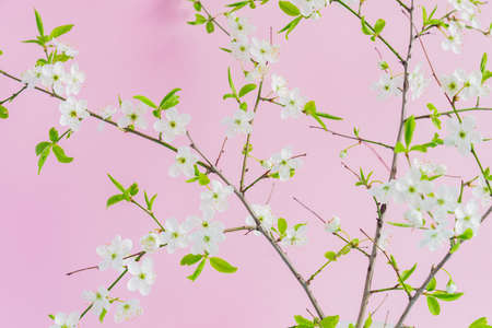 close up of blooming white cherry flovers on pink background.