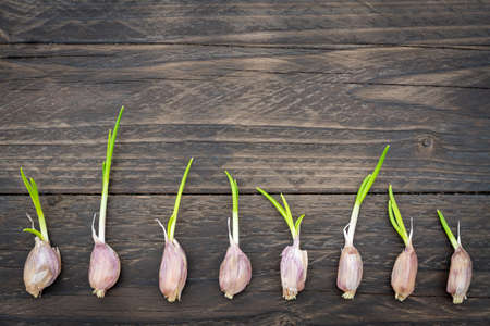 A row of sprouted garlic cloves on wooden background. Food background with copy spaceの写真素材