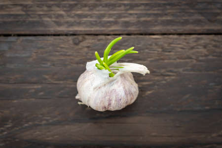 close up of sprouted garlic head on dark wooden backgroundの写真素材