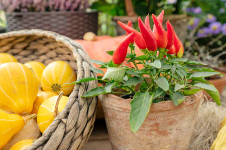 Small red jalapeno peppers grow in basket next to pumpkins at the harvest festival. Farm Organic...