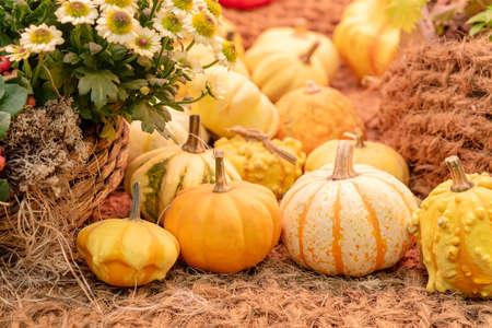Autumn pumpkin background. Close up of mini pumpkins at farmers market.