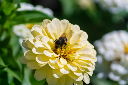close up of blooming zinnia flower with bumbl bee pilinating a flowerの写真素材