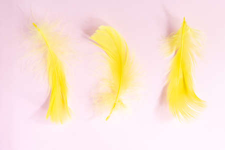 Trendybackground with yellow bird feathers on pink pastel background. Flat lay with copy spaceの写真素材