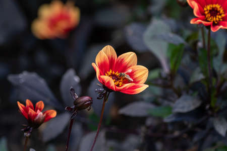 wink dahlia floral background. Beautiful orange flowers wirh dark leaves in the garden.の写真素材