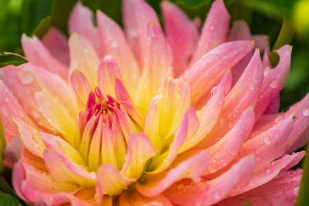 pink dahlia flower with rain drops in the garden, soft focusの写真素材