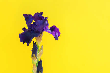 Beautiful blue iris flower on yellow background with copy space. Summer blossom.の写真素材