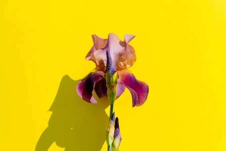 Beautiful blue iris flower on yellow background with copy space. Summer blossom.の写真素材