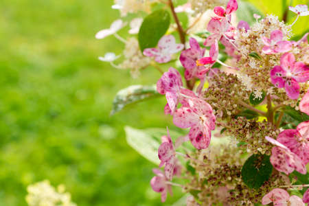 Pink Hydrangea Flower Blooms on green background