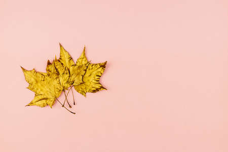 Autumn bouquet of golden painted maple leaves on pink background. Trendy concept. Flay lay in minimalism style.の写真素材
