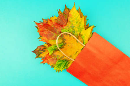 Autumn bouquet of dry maple leaves in red paper bag on blue background. Fall shopping concept with copy space.の写真素材