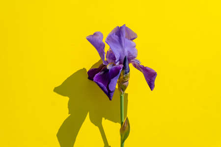 Beautiful blue iris flower on yellow background with copy space. Summer blossomの写真素材