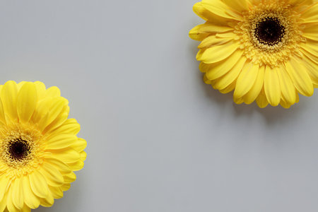 Demonstrating trendy colors 2021 - Gray and Yellow. Beautiful gerbera flowers on grey background with copy spaceの写真素材