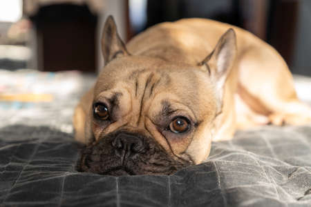 Brown French Bulldog Sleeps on the bed. Selective focus.の写真素材