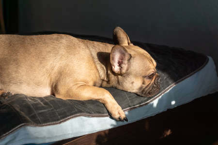 Brown French Bulldog Sleeps on the bed. Selective focus.の写真素材